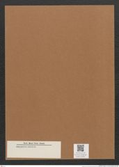 Diatomeae indet. Zeichnungen Sammlung Grunow Mappe 02691 (Herbarium_W_Grunow_drawings_Folder_02691)
